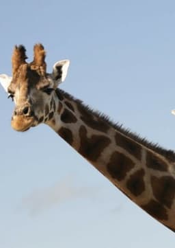 Giraffe