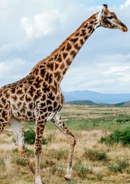 Giraffe