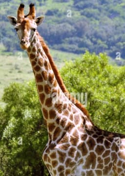 Giraffe