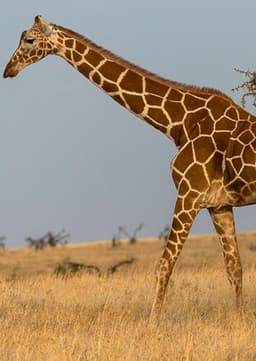 Giraffe