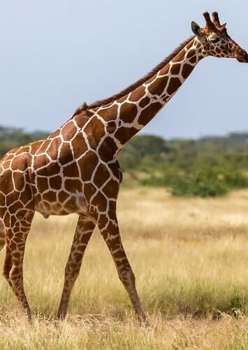 Giraffe