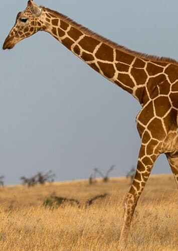 Giraffe