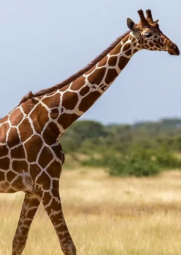 Giraffe