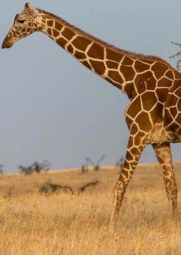 Giraffe