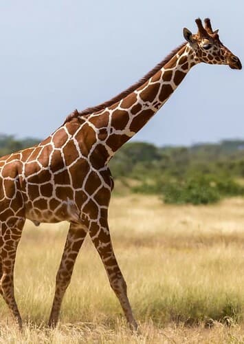 Giraffe