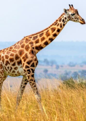 Giraffe