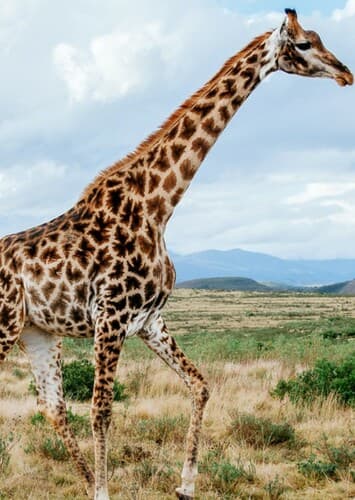 Giraffe