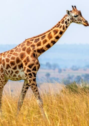 Giraffe