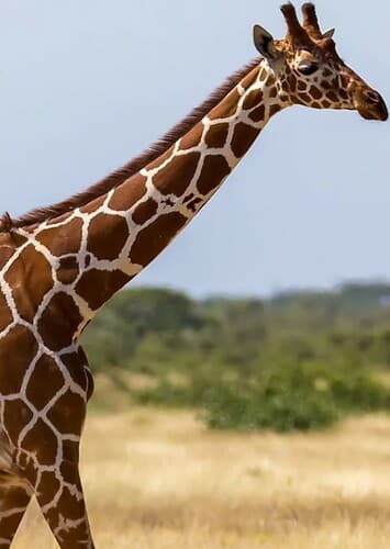 Giraffe