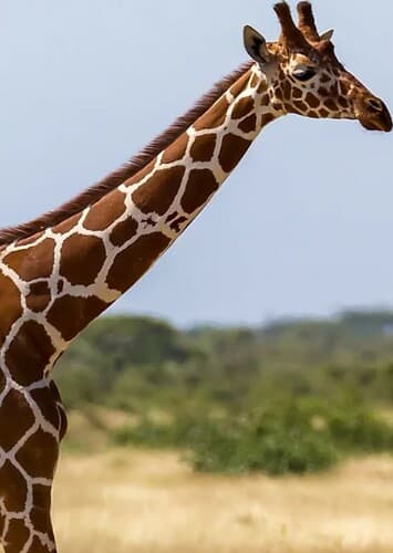 Giraffe