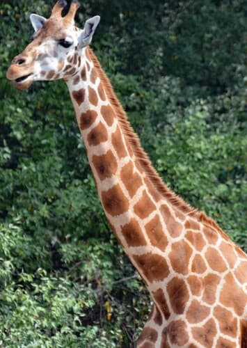 Giraffe