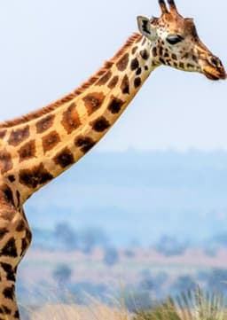 Giraffe