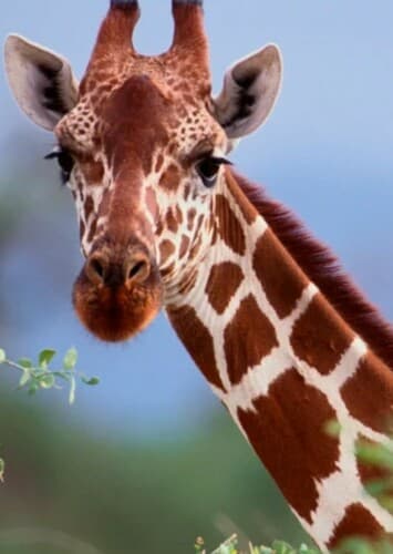 Giraffe