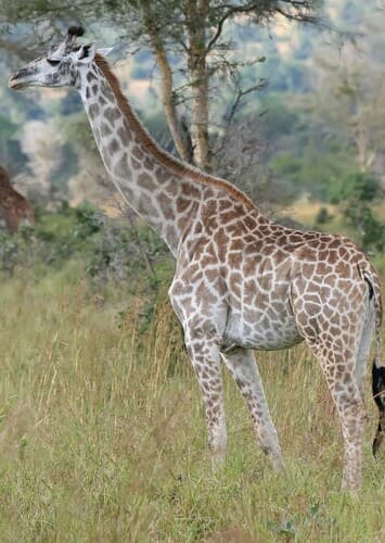 Giraffe