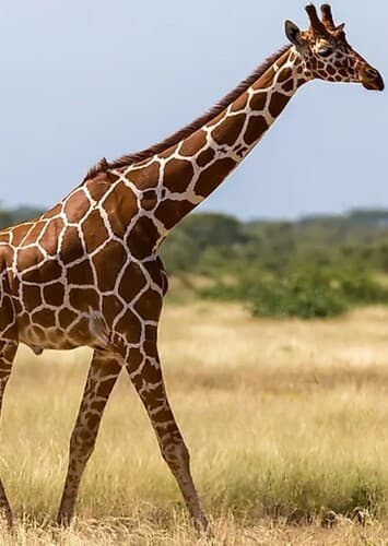 Giraffe