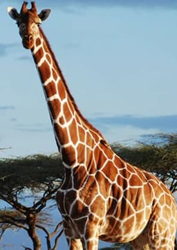 Giraffe