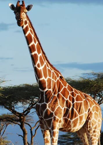 Giraffe