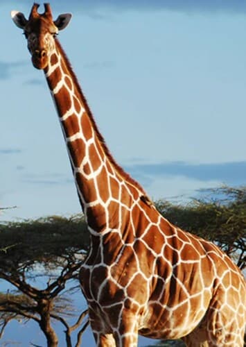 Giraffe
