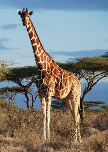Giraffe