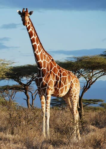 Giraffe