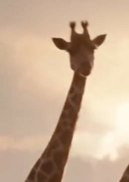 Giraffe