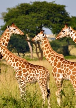 Giraffes