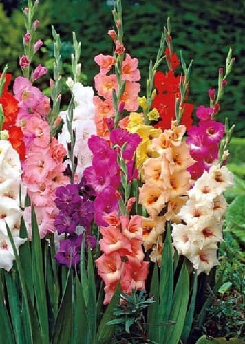Gladiolus