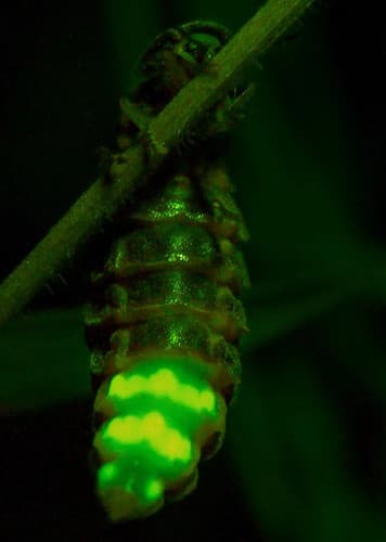 Glowworm