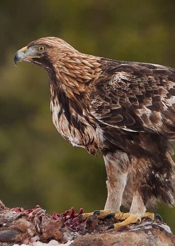 Golden Eagle