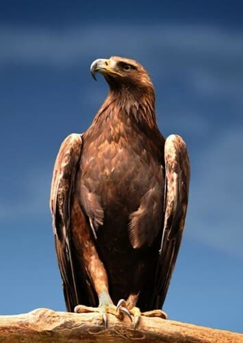 Golden Eagle