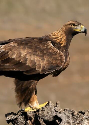 Golden Eagle