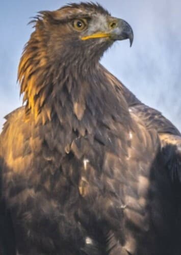 Golden Eagle