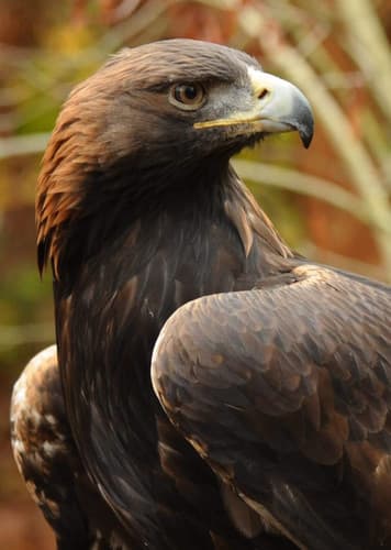 Golden Eagle