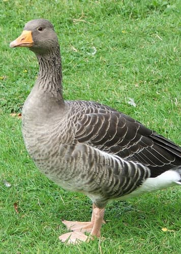 Goose (Generic)