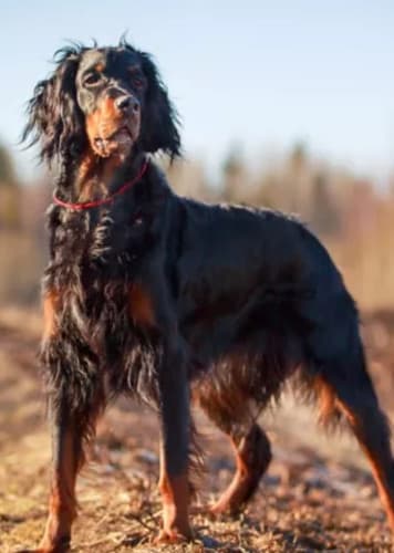 Gordon Setter Dog