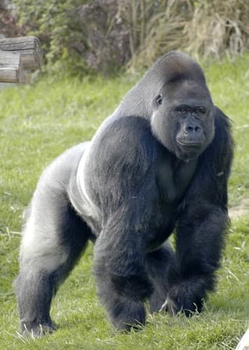 Gorilla