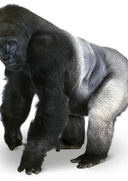 Gorilla