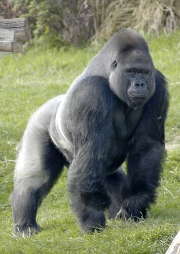 Gorilla