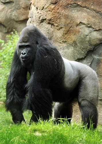 Gorilla