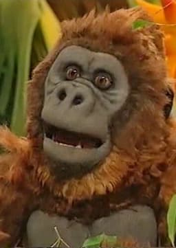 Western Lowland Gorilla