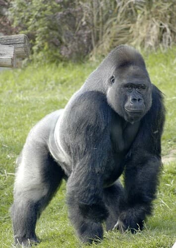 Gorilla