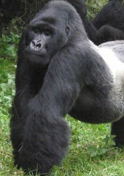 Gorilla