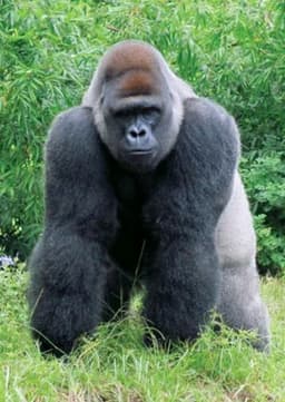 Gorilla