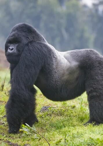 Gorilla