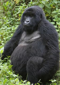 Gorilla