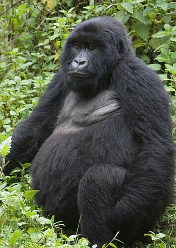 Gorilla
