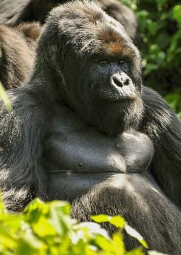 Gorilla