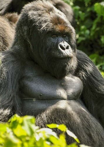 Gorilla