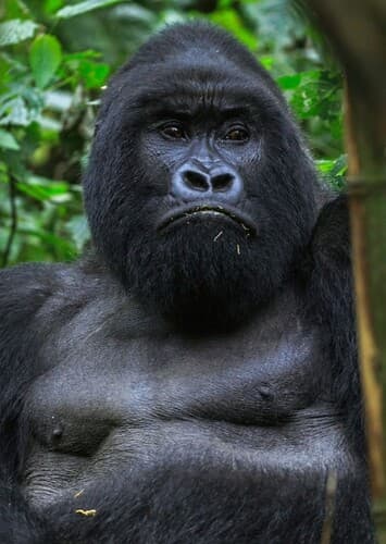 Gorilla