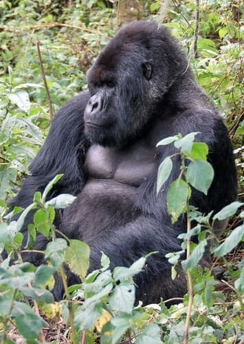 Gorilla